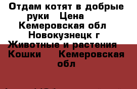 Отдам котят в добрые руки › Цена ­ 0 - Кемеровская обл., Новокузнецк г. Животные и растения » Кошки   . Кемеровская обл.